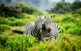 91a3c-zoo.jpg